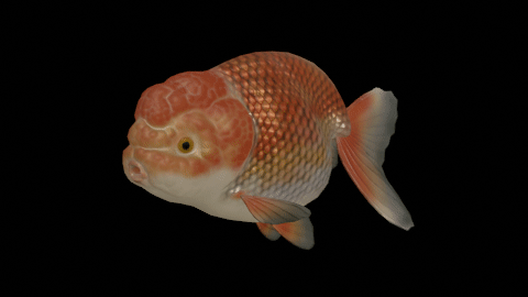 Ranchu goldfish preview image
